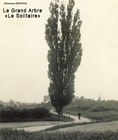 Le Grand Arbre 405