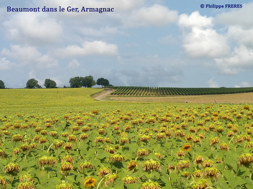 Beaumont dans le Gers, Armagnac 840