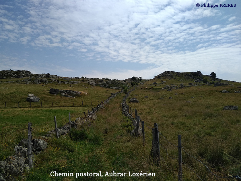Chemin pastoral, Aubrac Lozérien 840