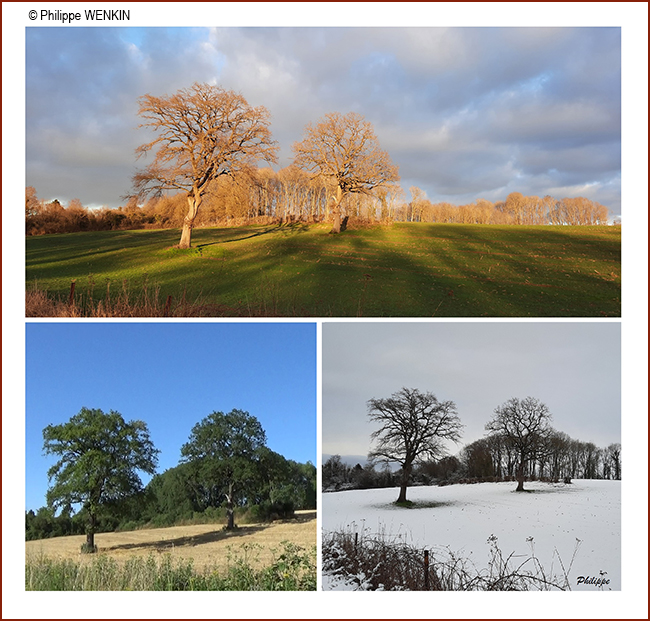 Philippe WENKIN 1 650