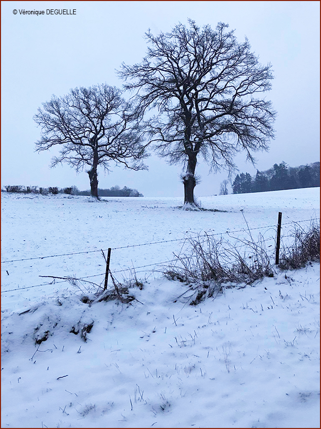 Véronique DEGUELLE 2 650