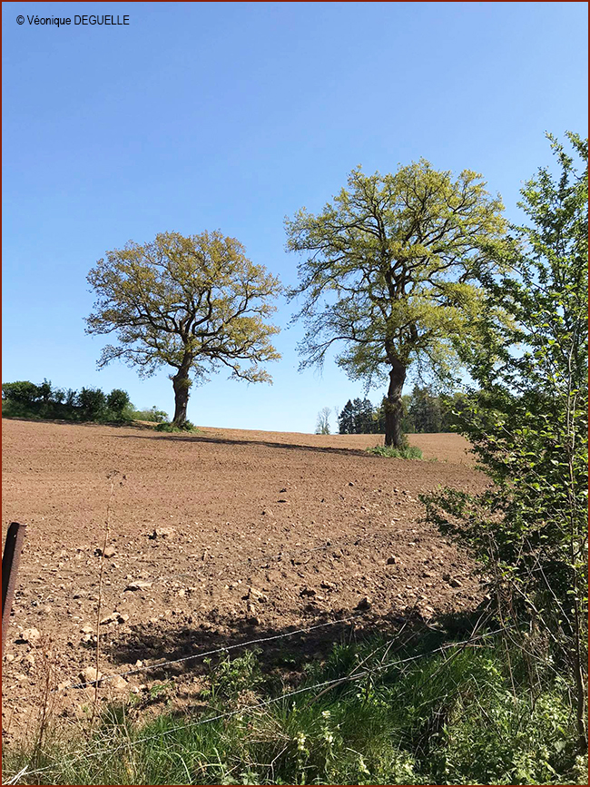 Véronique DEGUELLE 4 650