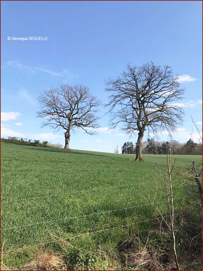 Véronque DEGUELLE 1 650