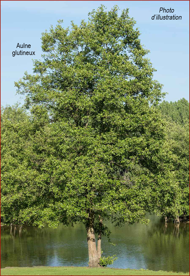 Aulne-glutineux-Alnus-glutinosa 650