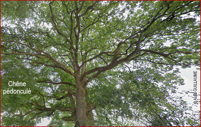 Chene pédonculé 650