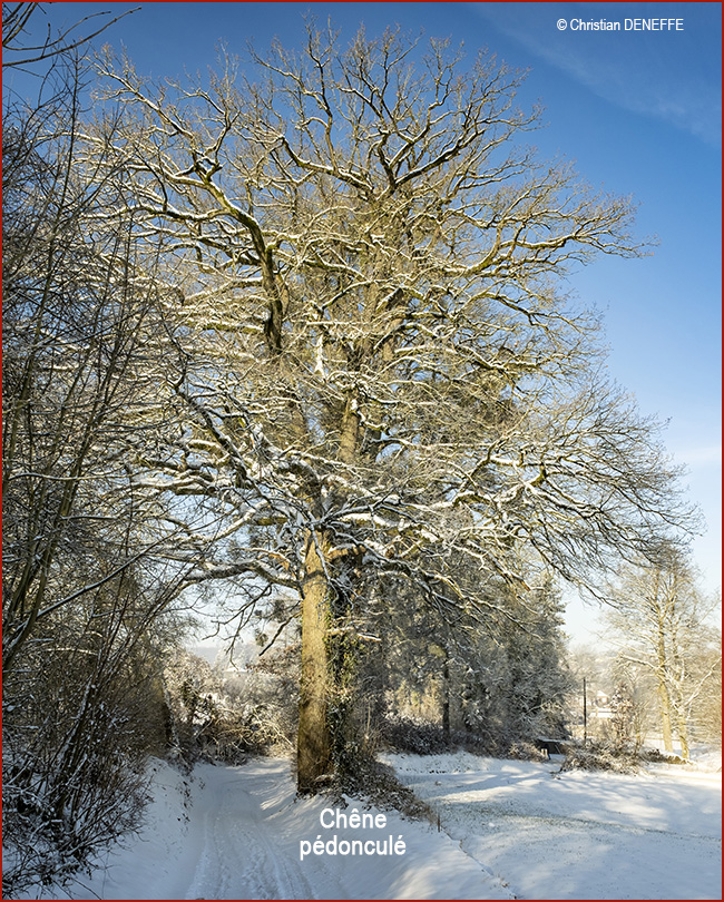 Chêne pédonculé 650