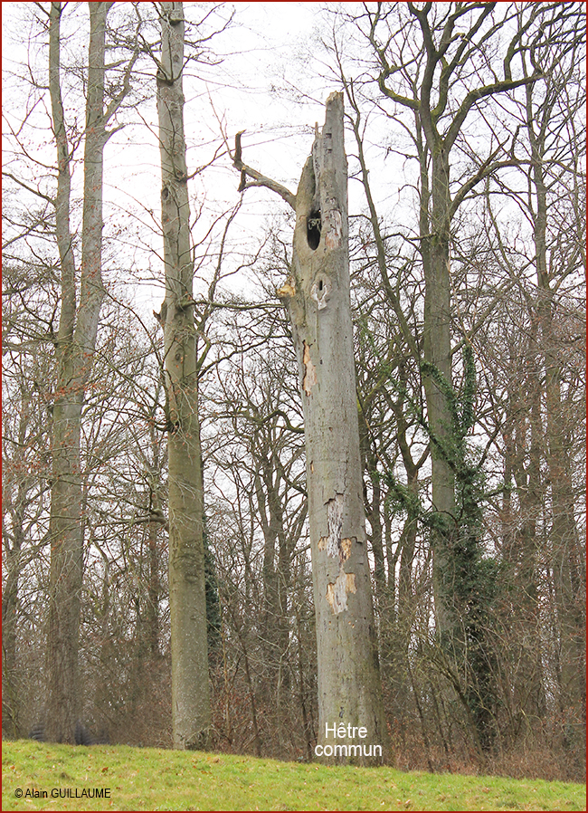 Hêtre commun 650