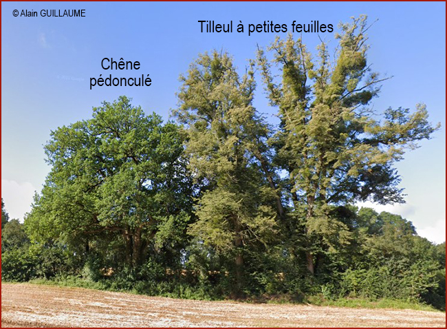 Rue Tour Octavienne Acoz 650