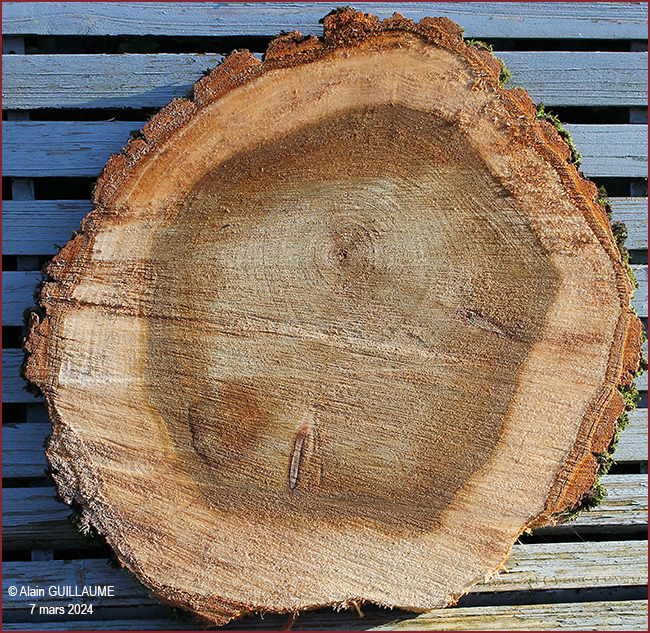 9 SOUVENIR PEUPLIER 650